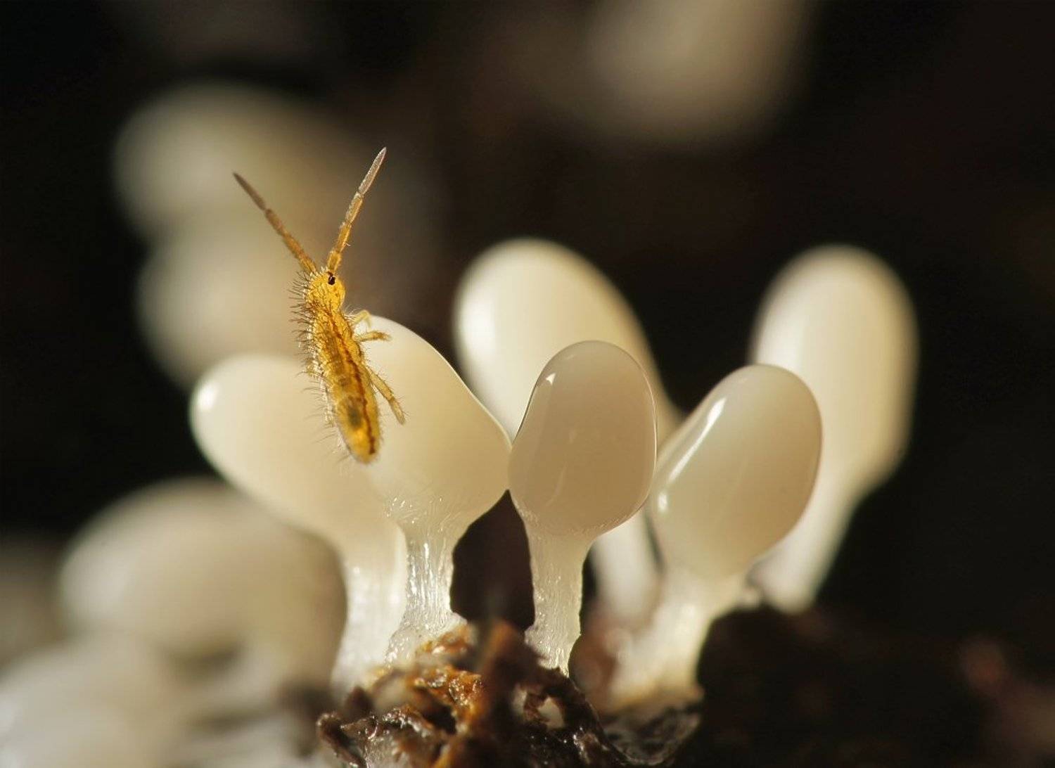 , Валерия Зверева