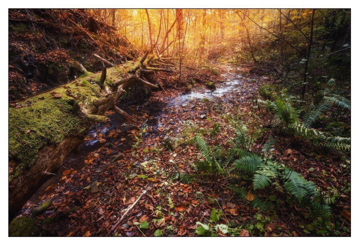 Дерево, Деревья, Краски, Лес, Листья, Осень, Сухое, Андрей Кровлин