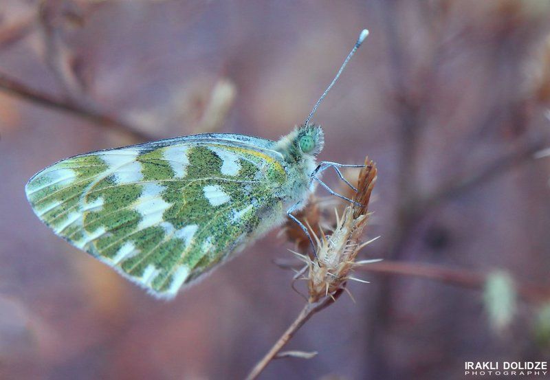 Butterfly, Colors, IRAKLI DOLIDZE, Macro //// фото превью