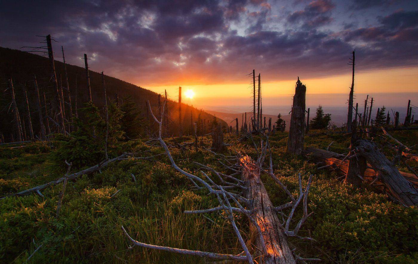 Forest, Sudety, Uchorczak Pawel, Pawel Uchorczak