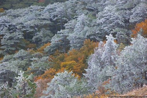 Первый снег
