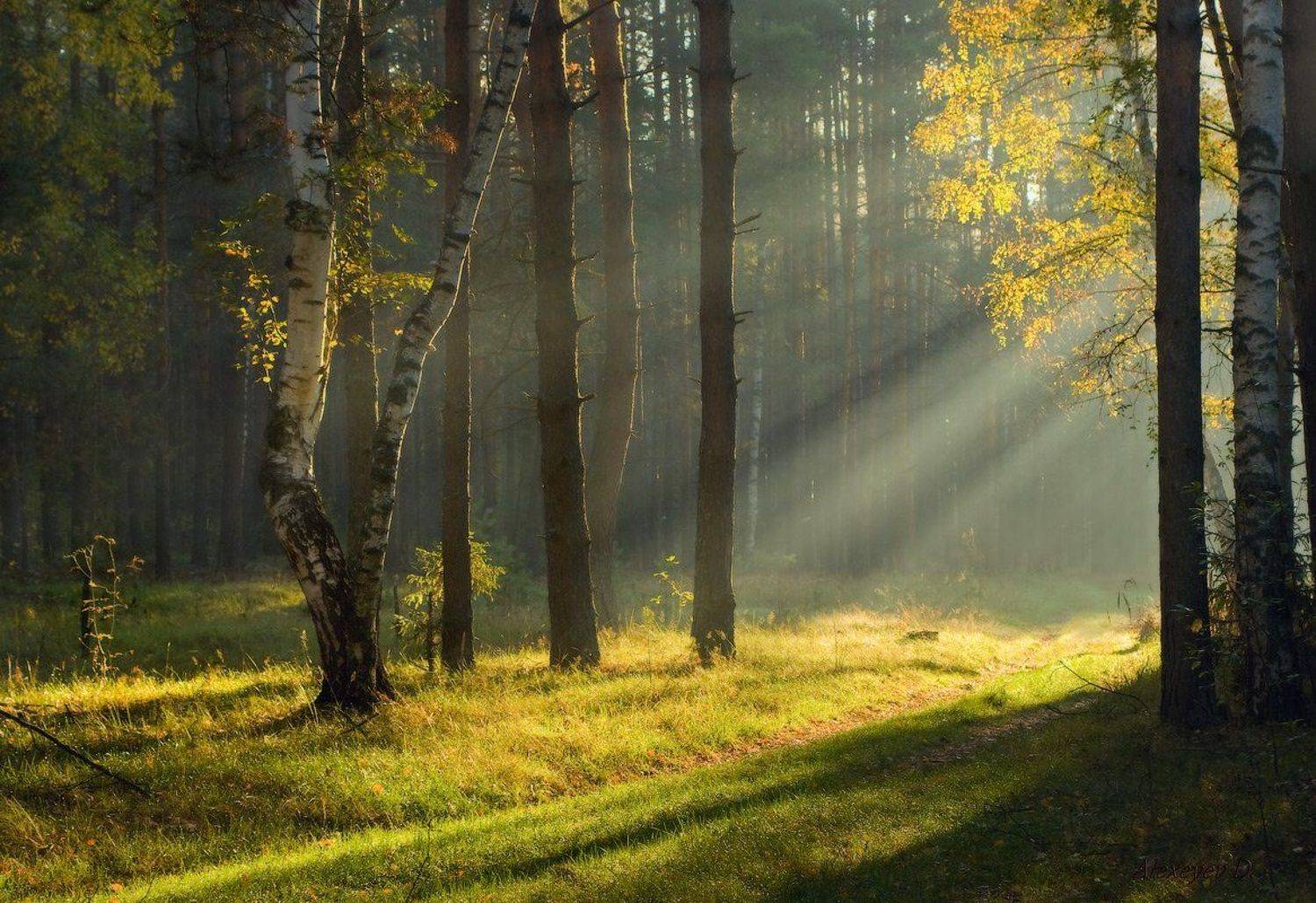 , Дмитрий Алексеев