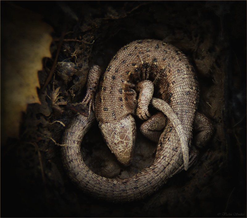 anabiosis фото превью