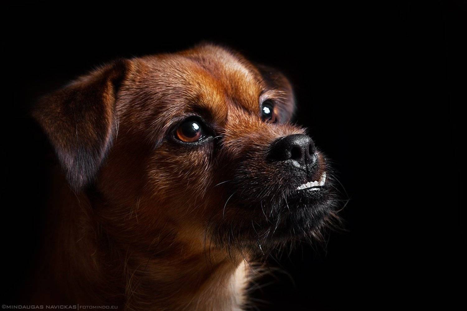 , Mindaugas Navickas