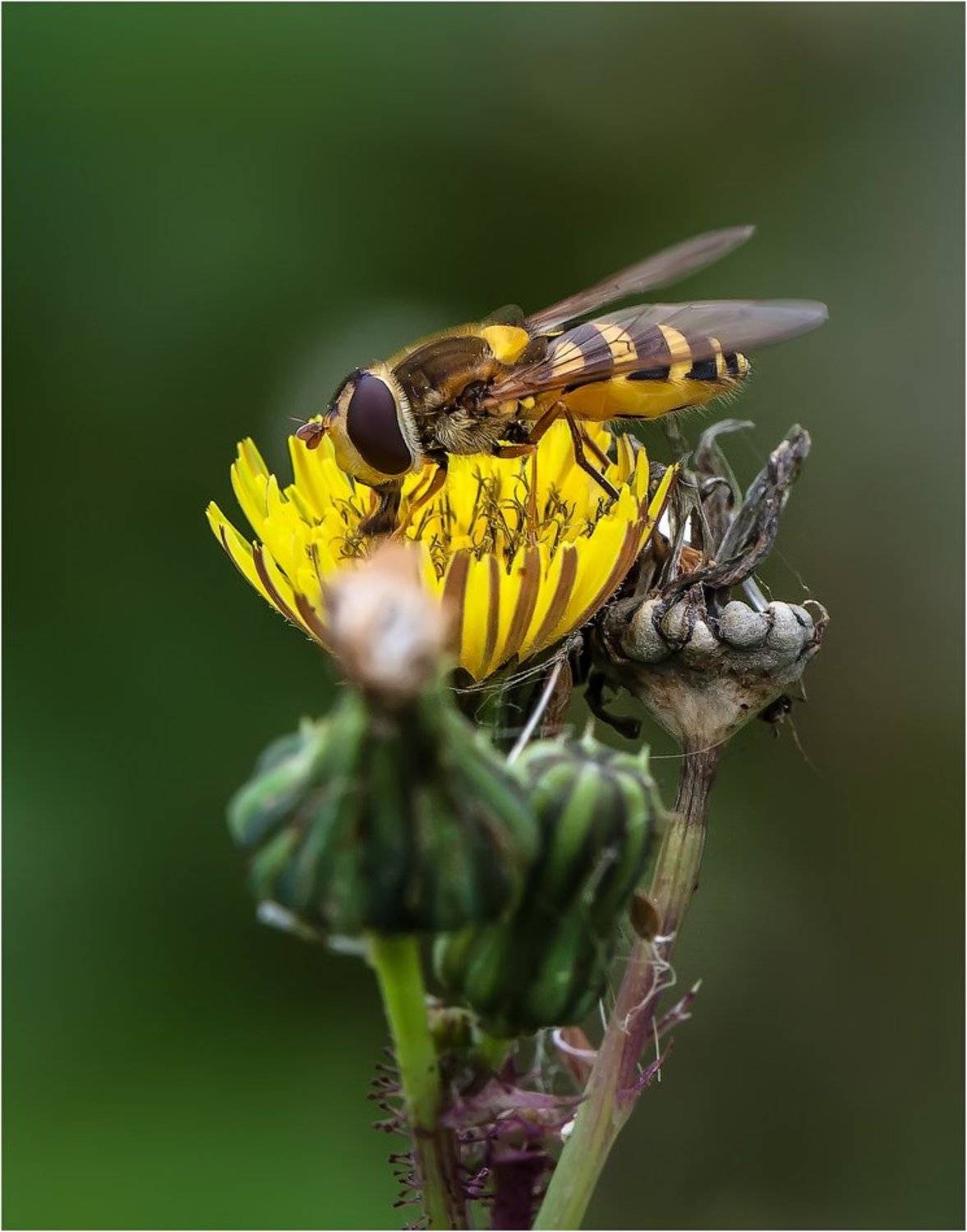 , Uncle_Vova (Владимир Веснин)