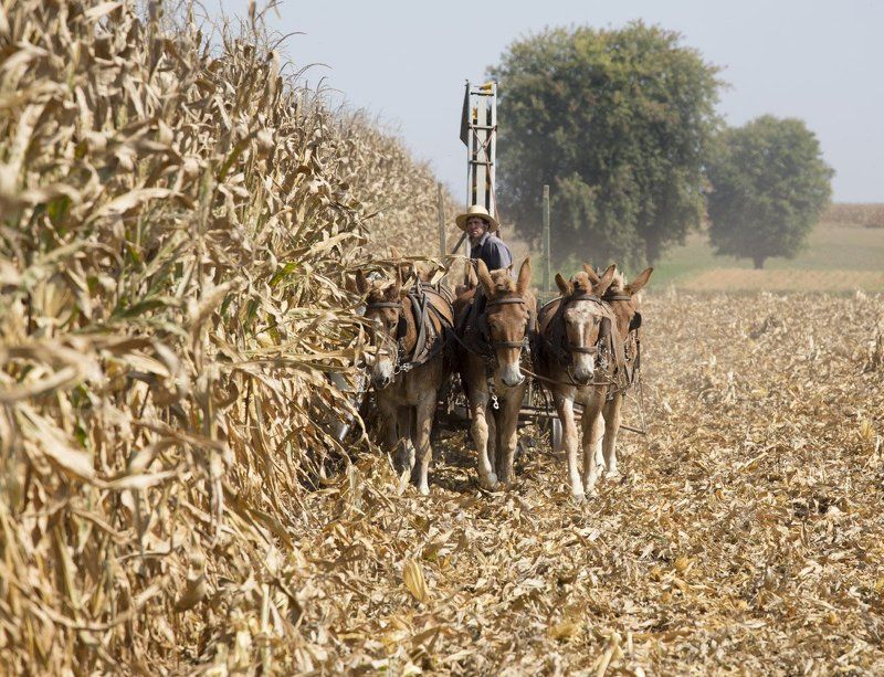 Трудодень №2 фото превью