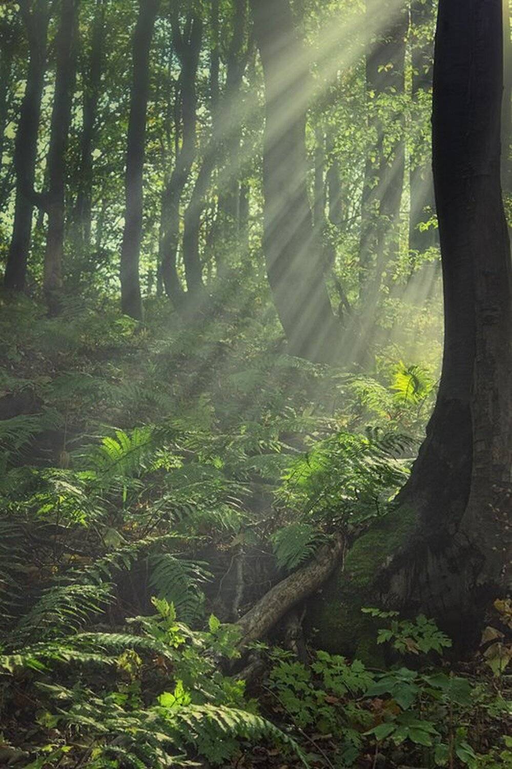 , Ирина Костова