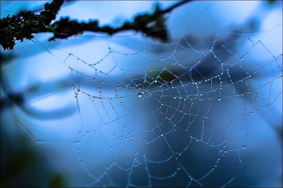 , Бурлов Андрей