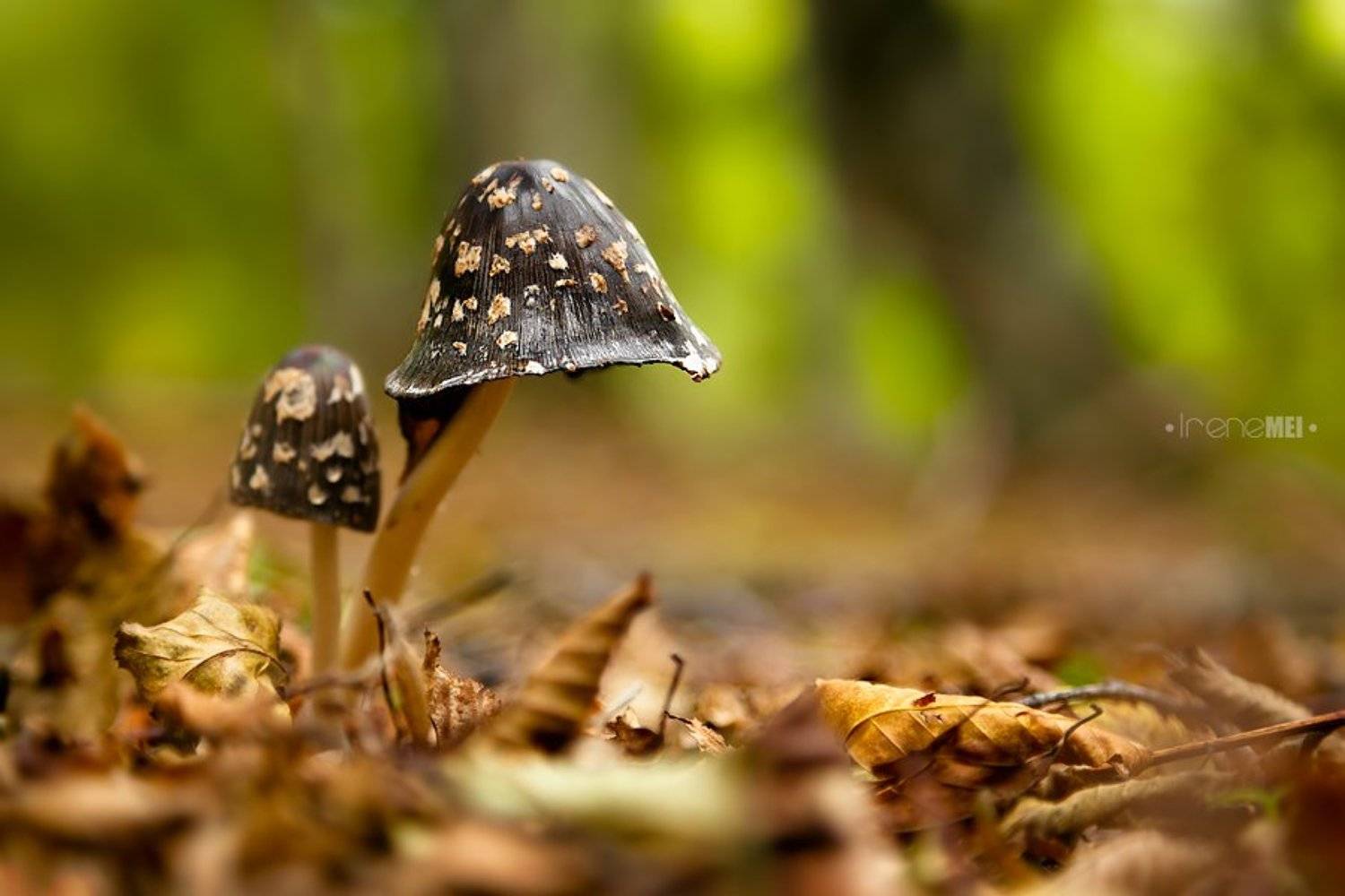 Crimea, Forest, Macro, Mushrooms, Nature, Ukraine, Горы, Грибы, Крым, Лес, Макро, Осень, Irene Mei