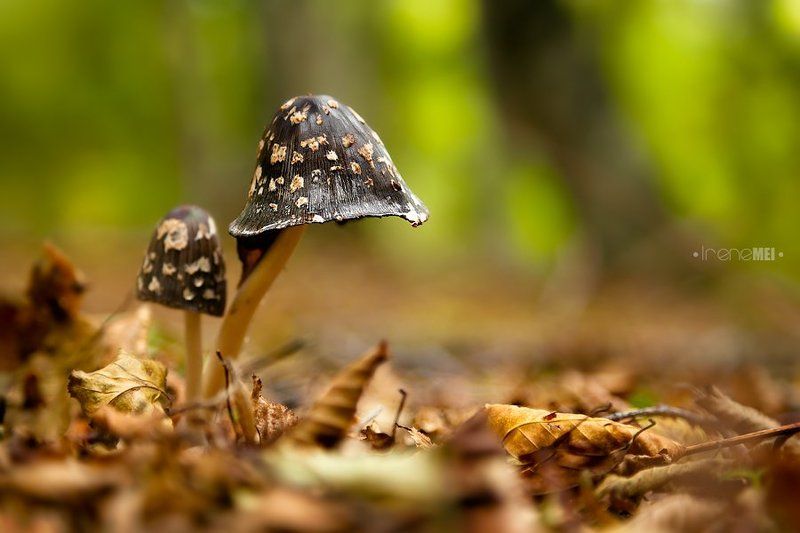 Crimea, Forest, Macro, Mushrooms, Nature, Ukraine, Горы, Грибы, Крым, Лес, Макро, Осень Осенние грибочки фото превью
