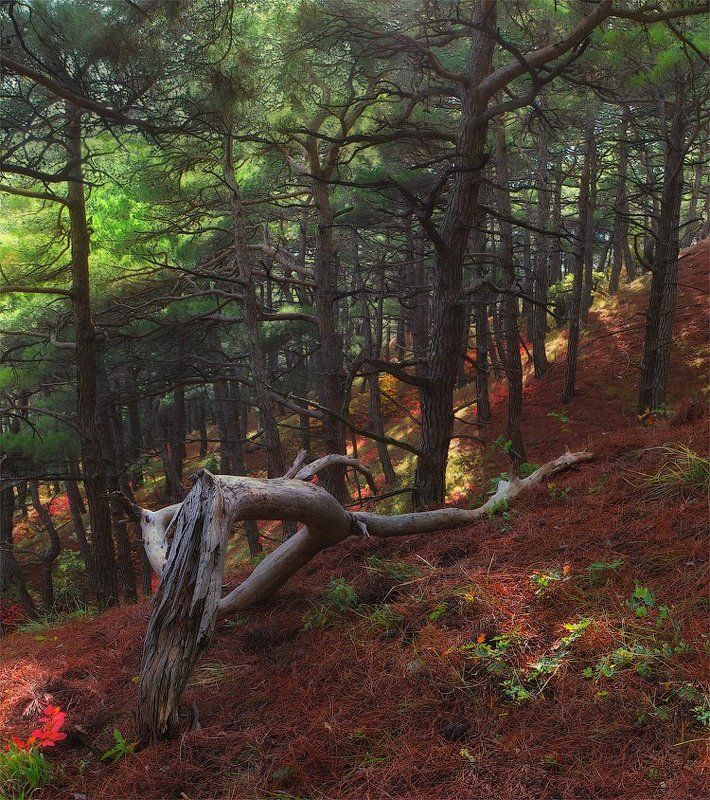 *** фото превью