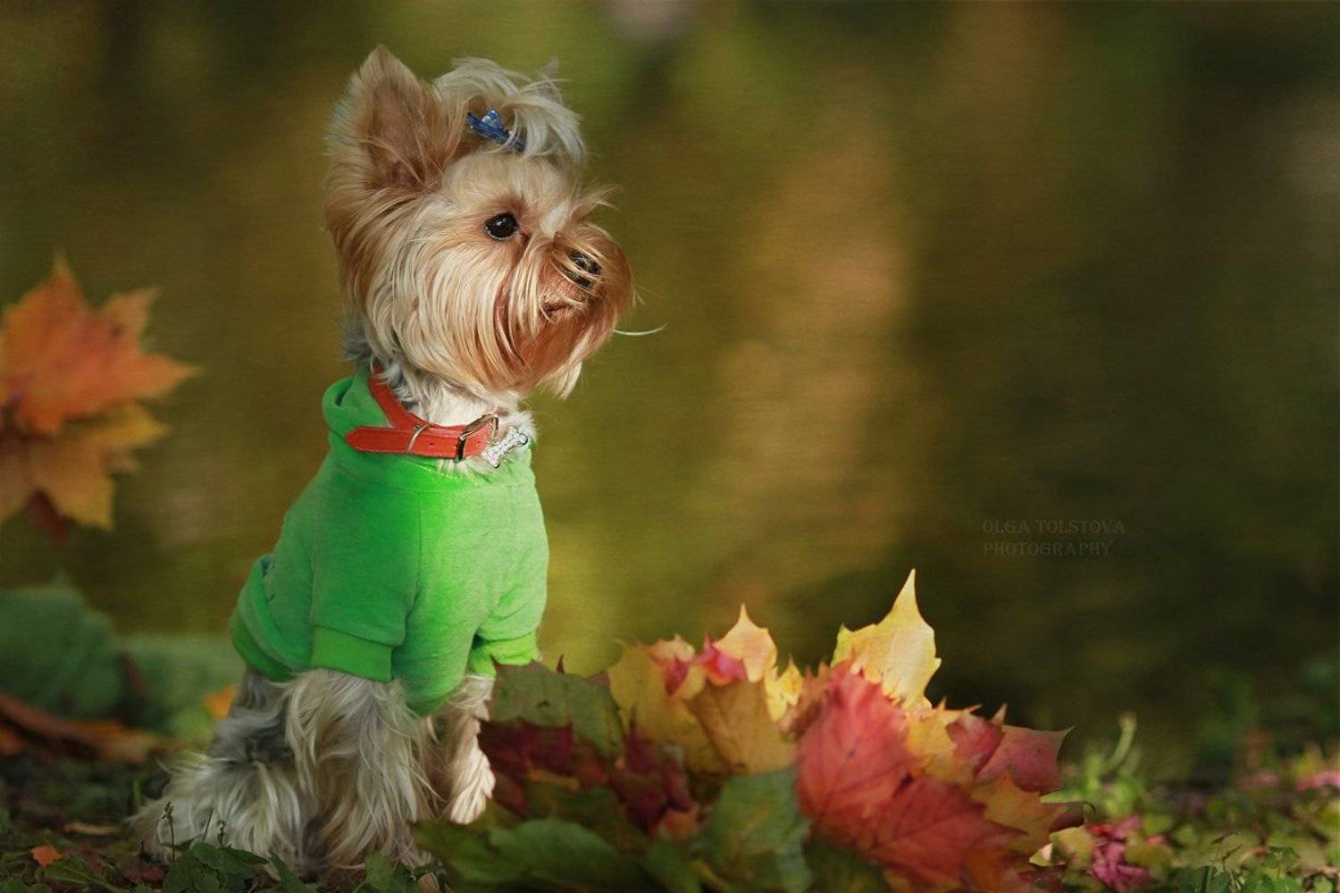 , Толстова Ольга