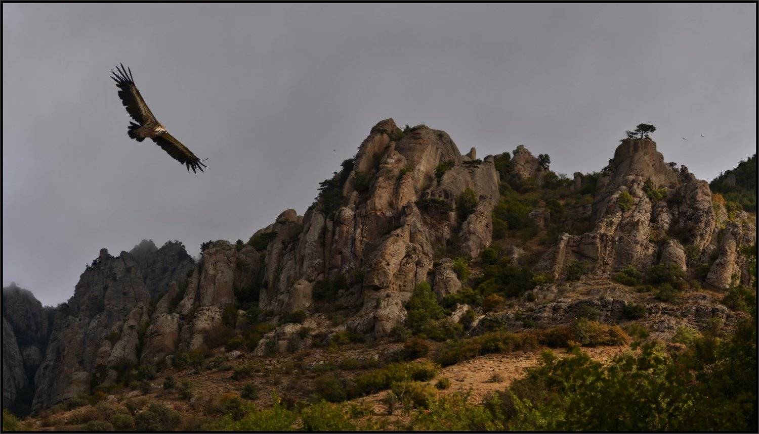 белоголовый сип, долина приведений, крым,, Владимир Метцгер