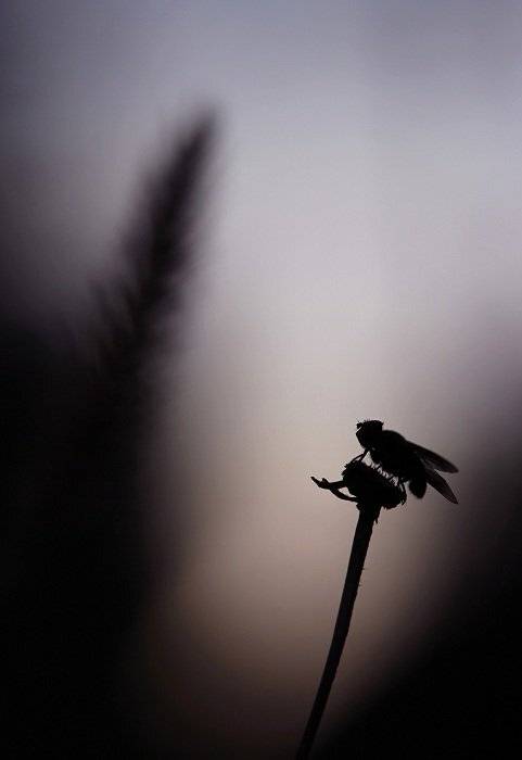 , Александр