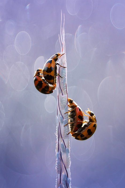 macro фото превью