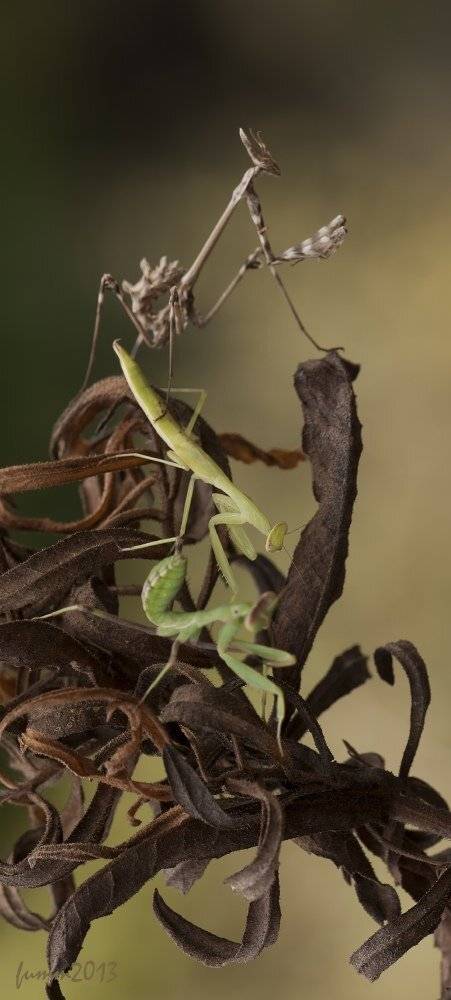 , Игорь ФУММ