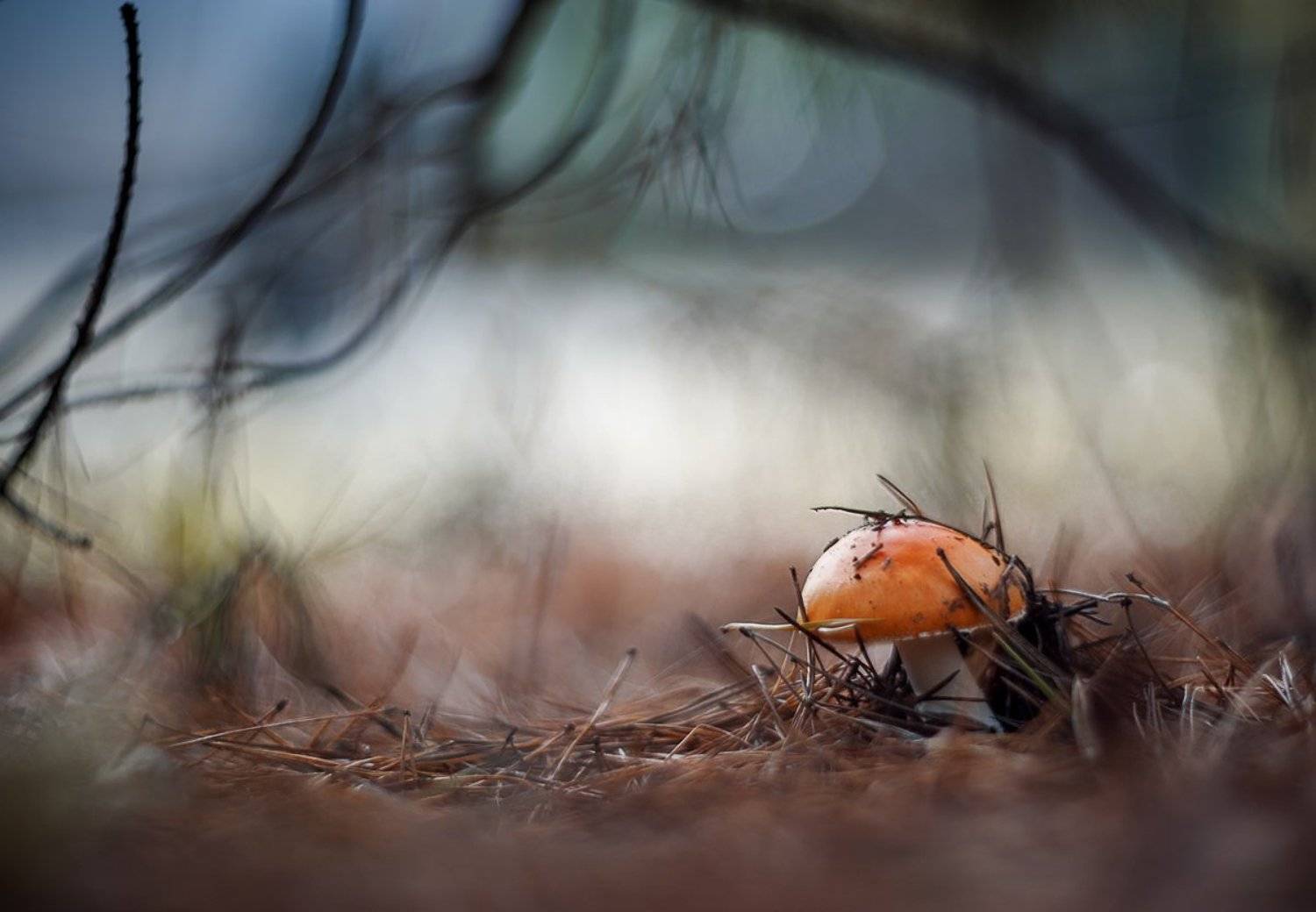 гелиос 40-2, грибы, Татьяна Аверина