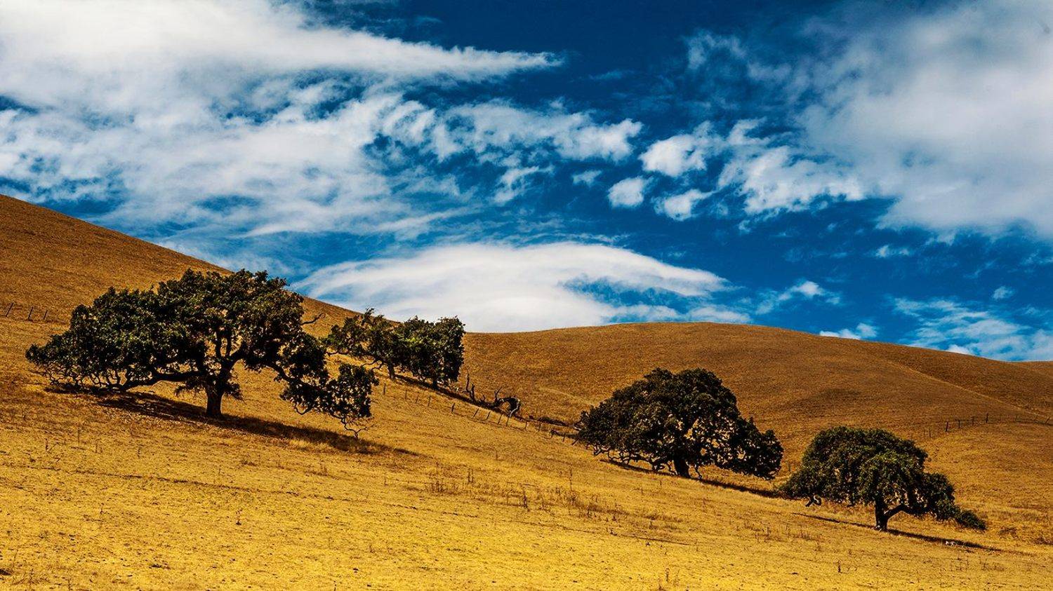 , Пётр Берберов