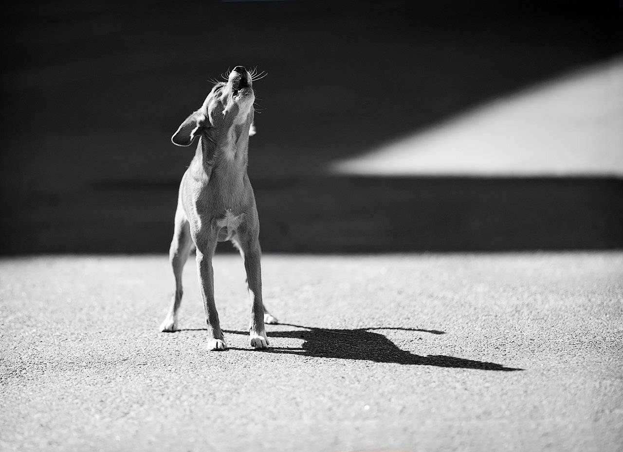 Собака, Тень, Aahz