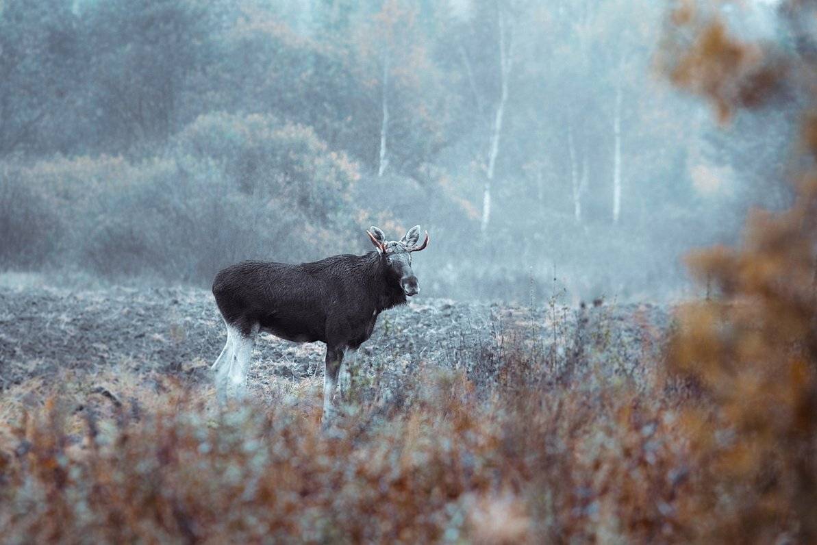 , Вилюнов Дмитрий