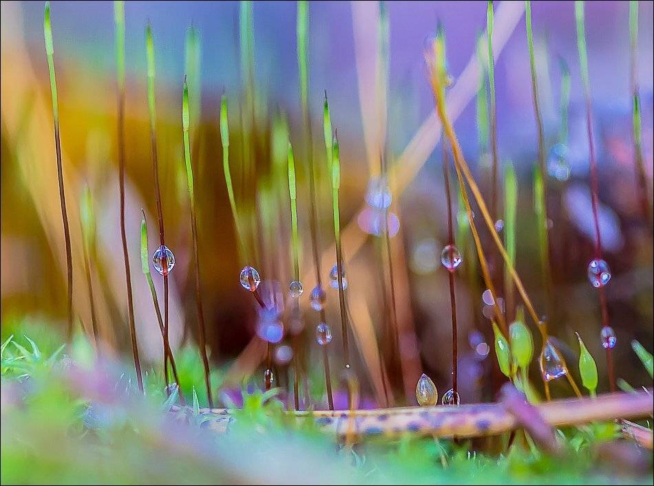 , Бурлов Андрей