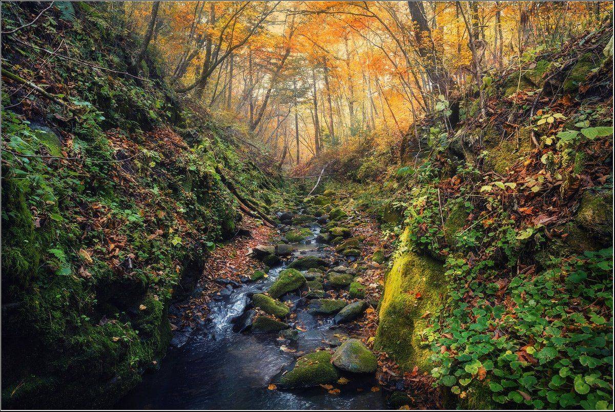 Лес, Осень, Ручей, Андрей Кровлин