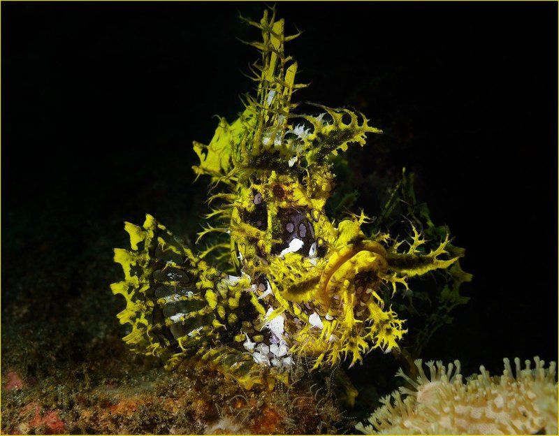 Yellow фото превью