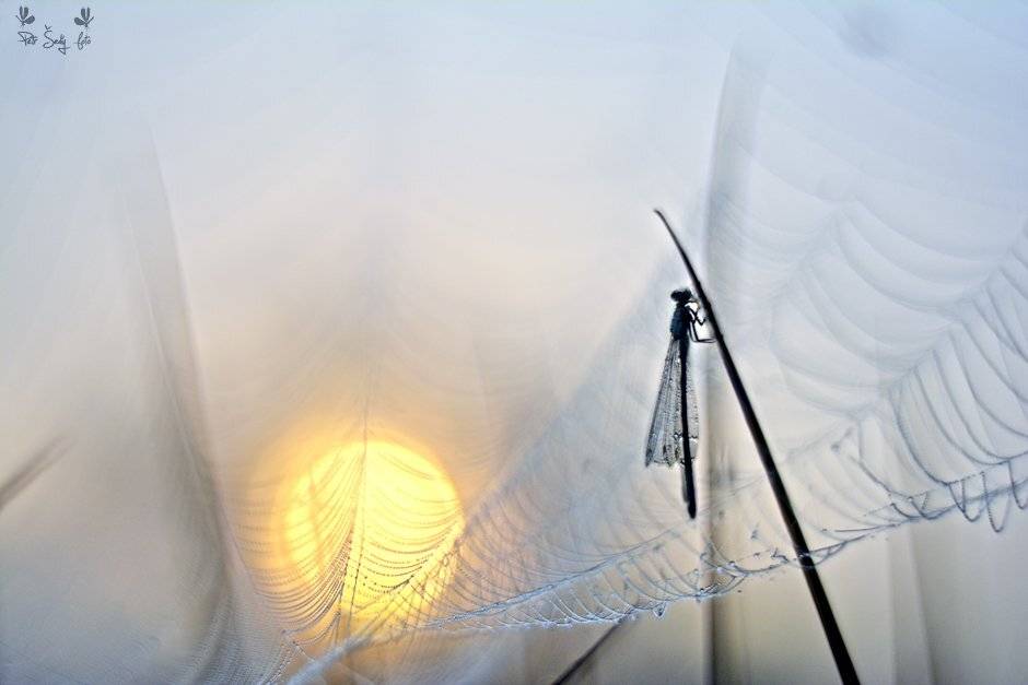 , Petr &Scaron;ed&yacute;