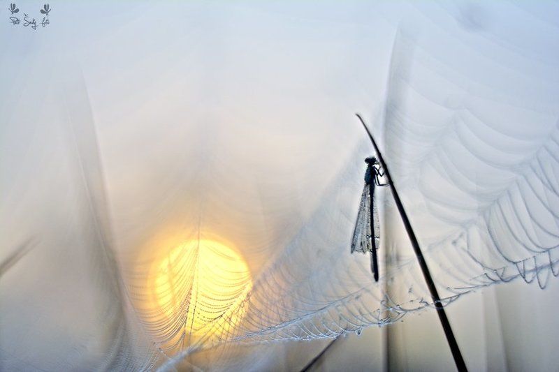 In the shadow of the sun. фото превью