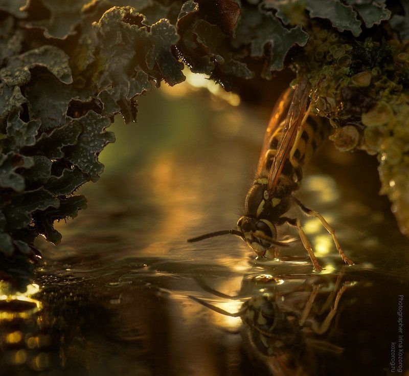 Медовые реки фото превью