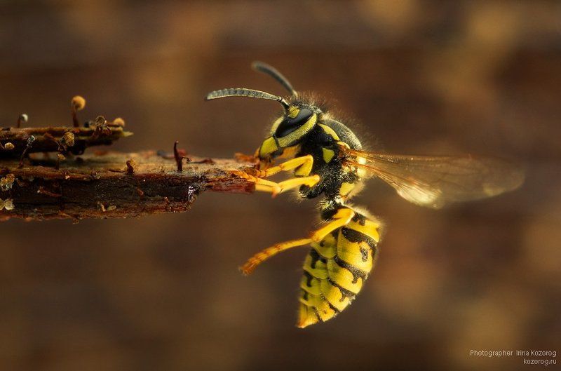 Держись, держись! фото превью