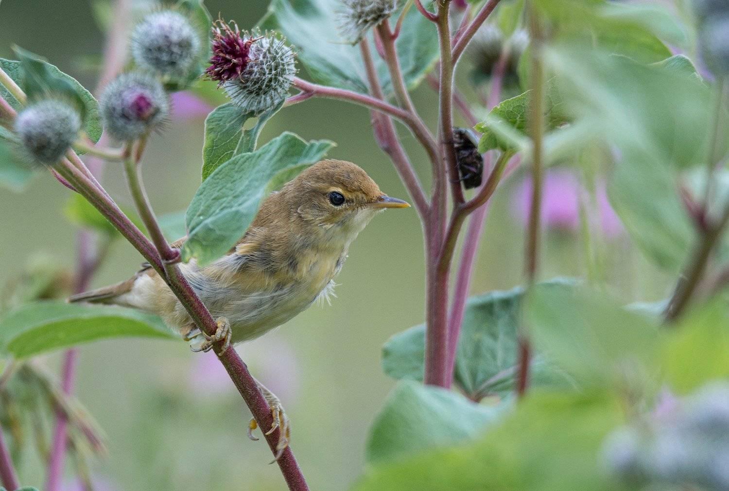 птица лето камышовка, Руслан Сигушин