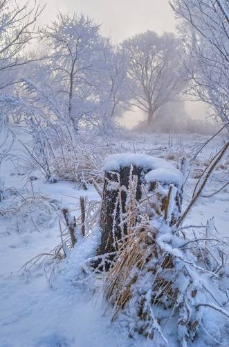 Зимний пень...