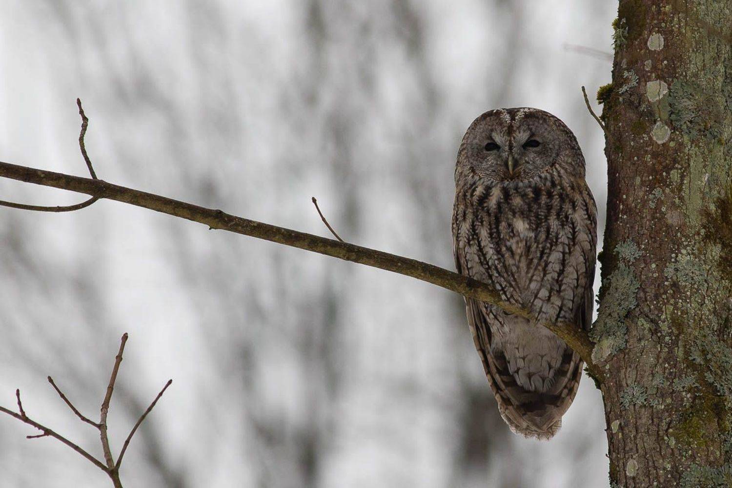 sowa,zima2021,las,śnieg,puszcza białowieska,fauna,dzika przyroda, Marcin Zakrzewski