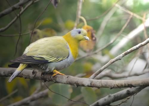 Yellow Footed Green Pigeon