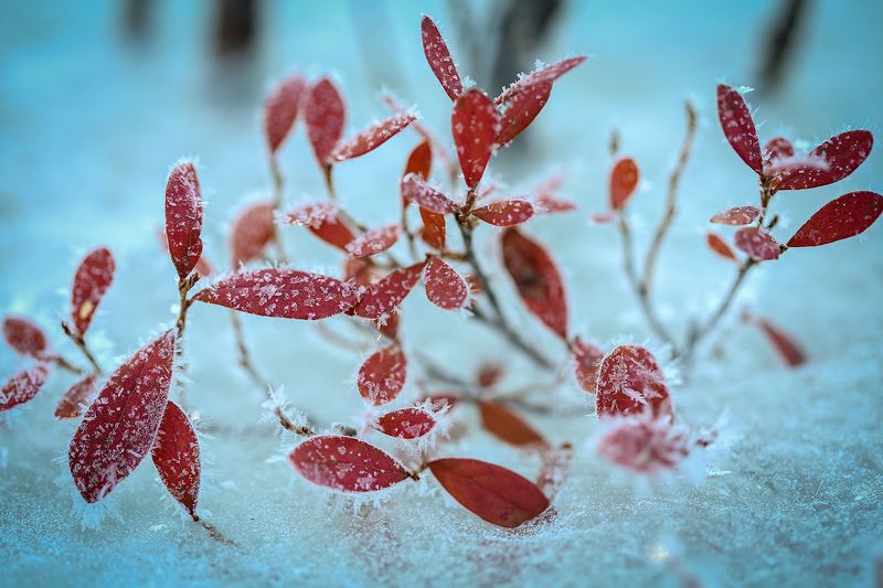 *** фото превью