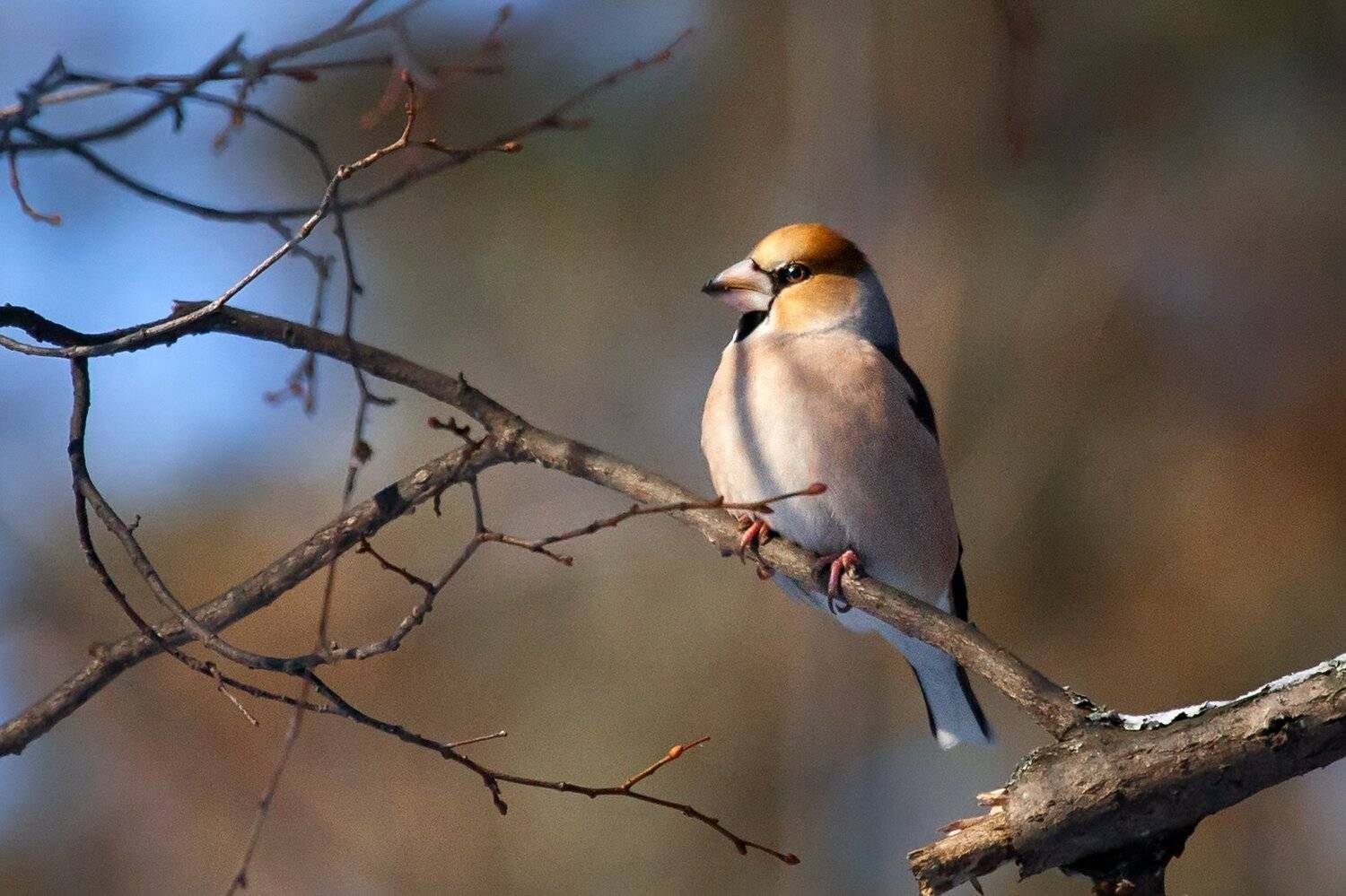 дубонос, hawfinch,, Марат Кучкаев