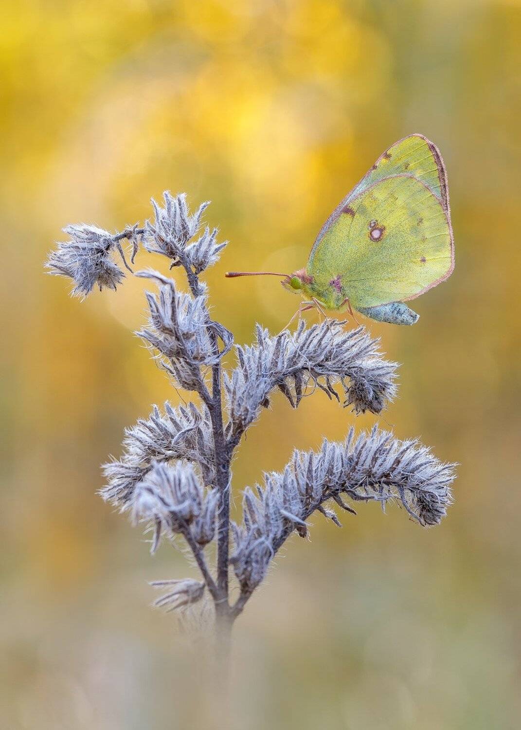 , Кузнецов Дмитрий