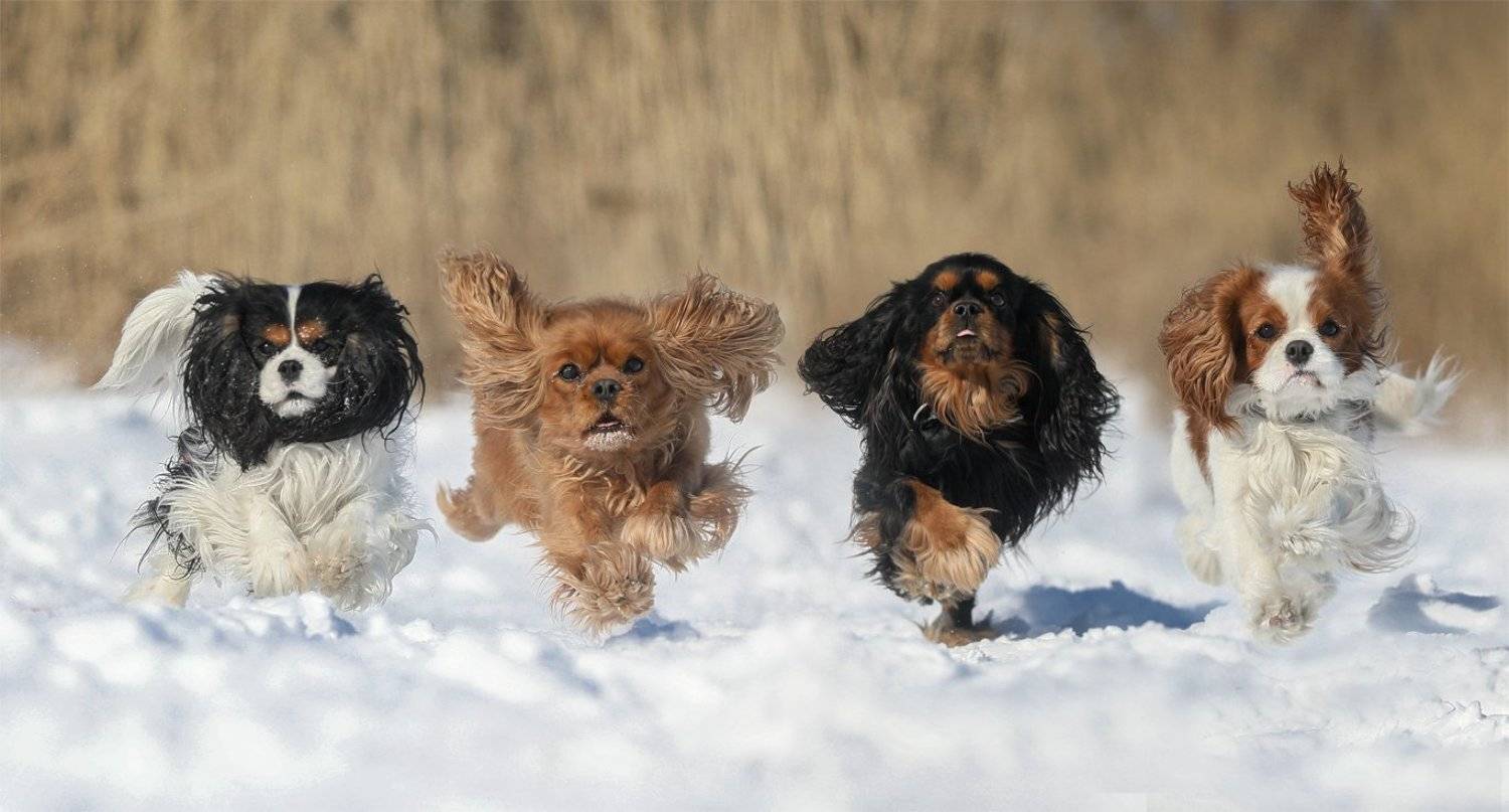 , Андрей Ершов