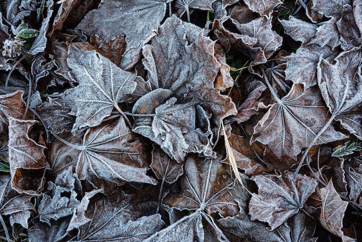 , Дмитрий Асеев