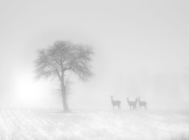 in a winter climate... фото превью
