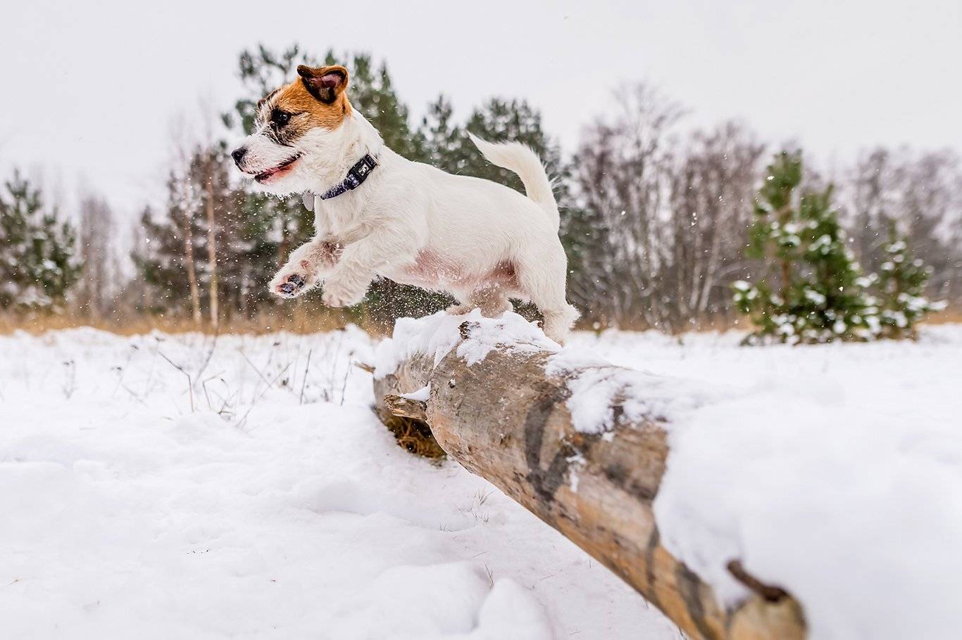 , Александр Абросимов