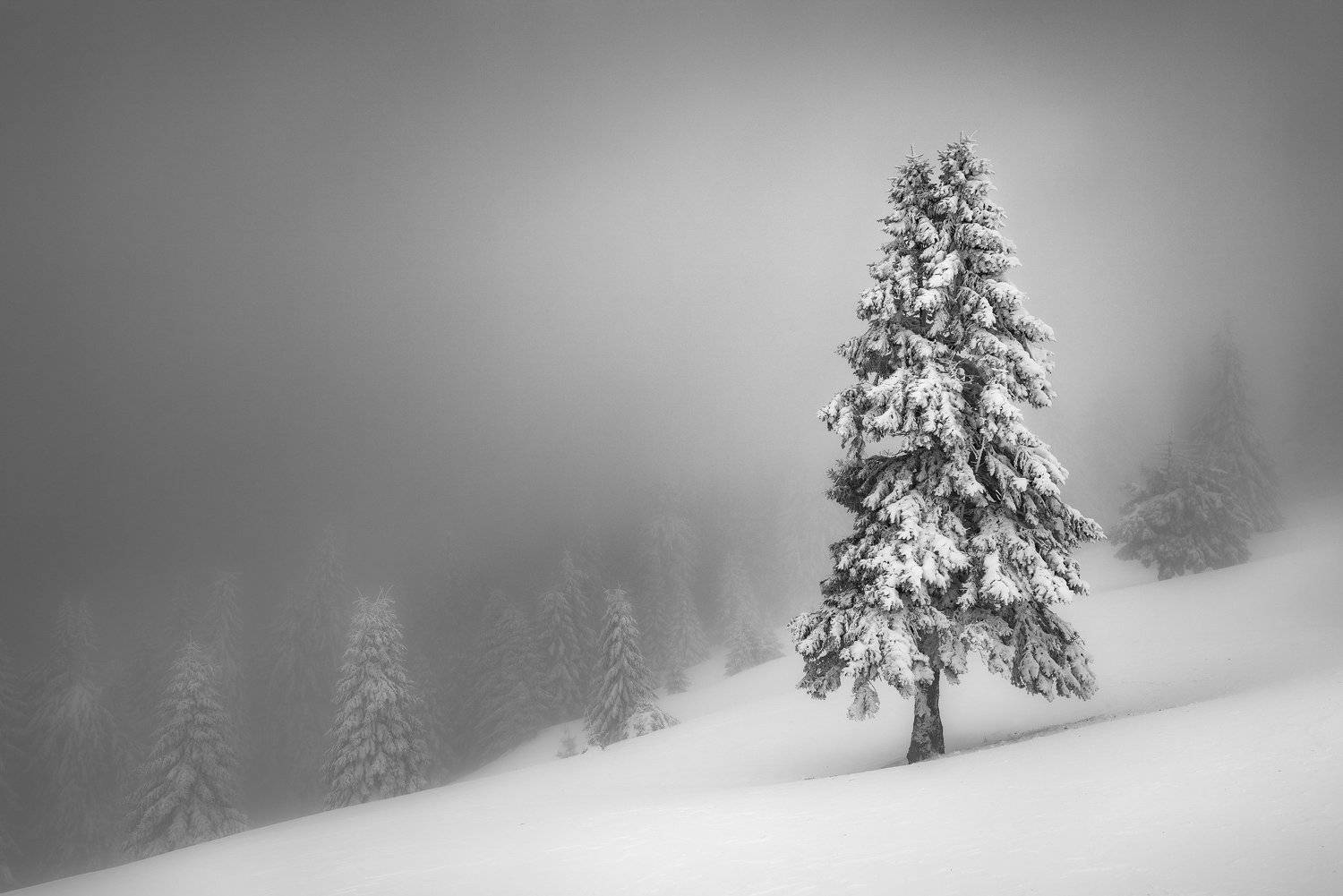 , Szabo Zsolt Andras