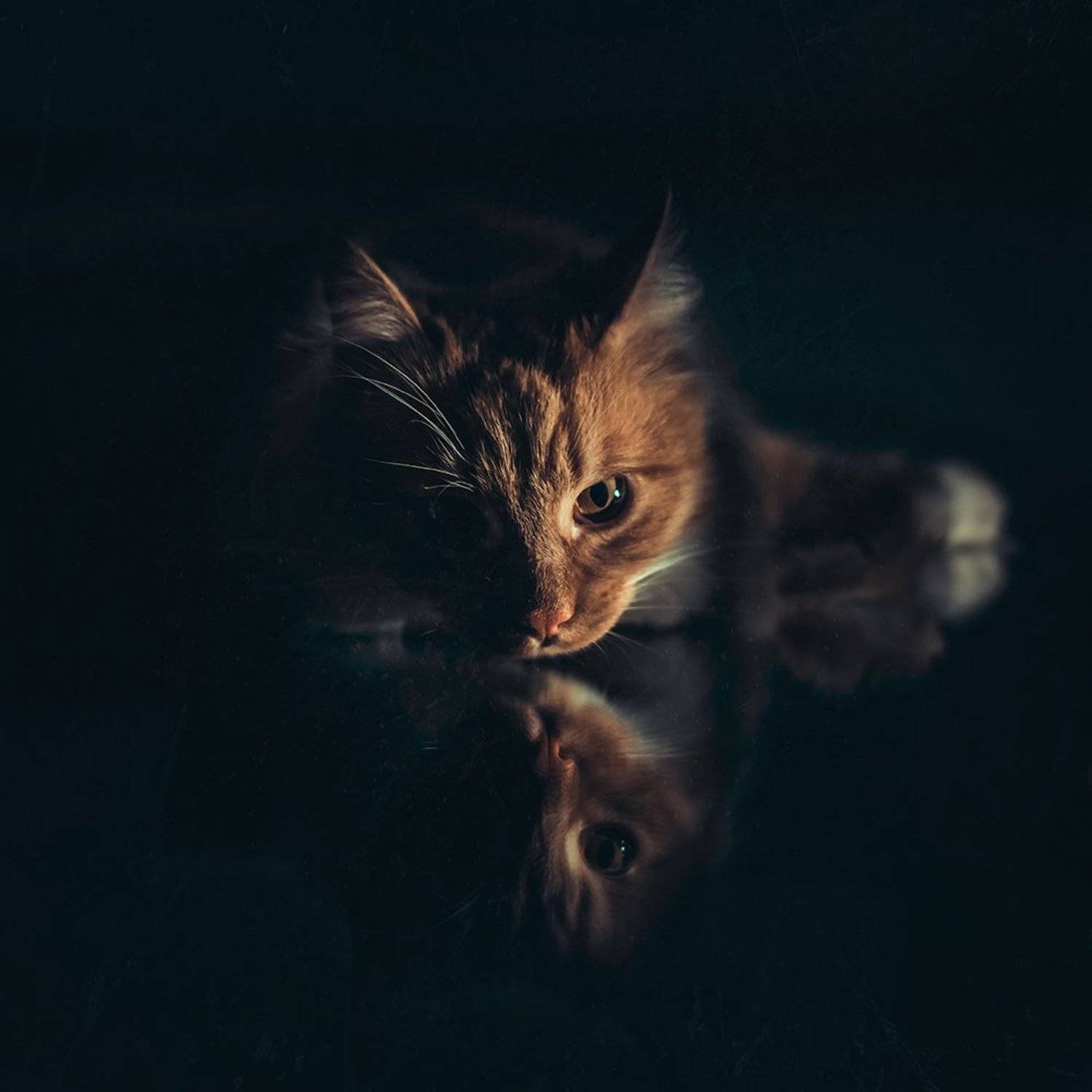 , MVO (Марк Орлов)