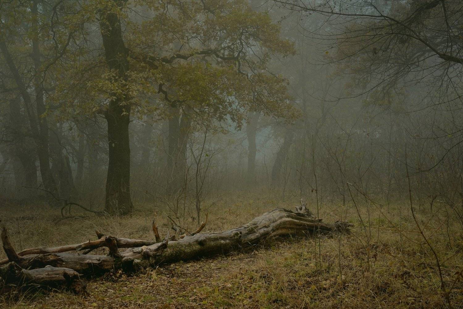 осень листва утро лес туман, Александр Жарников