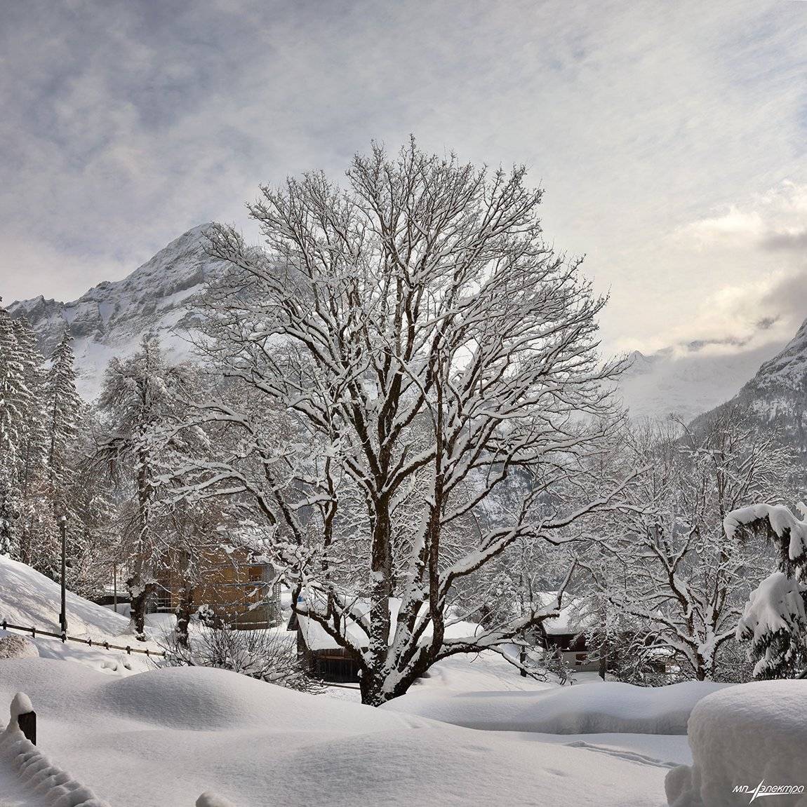 swiss, Матвеев Николай
