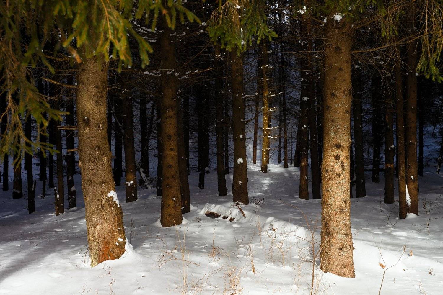 , Евгений Цветков