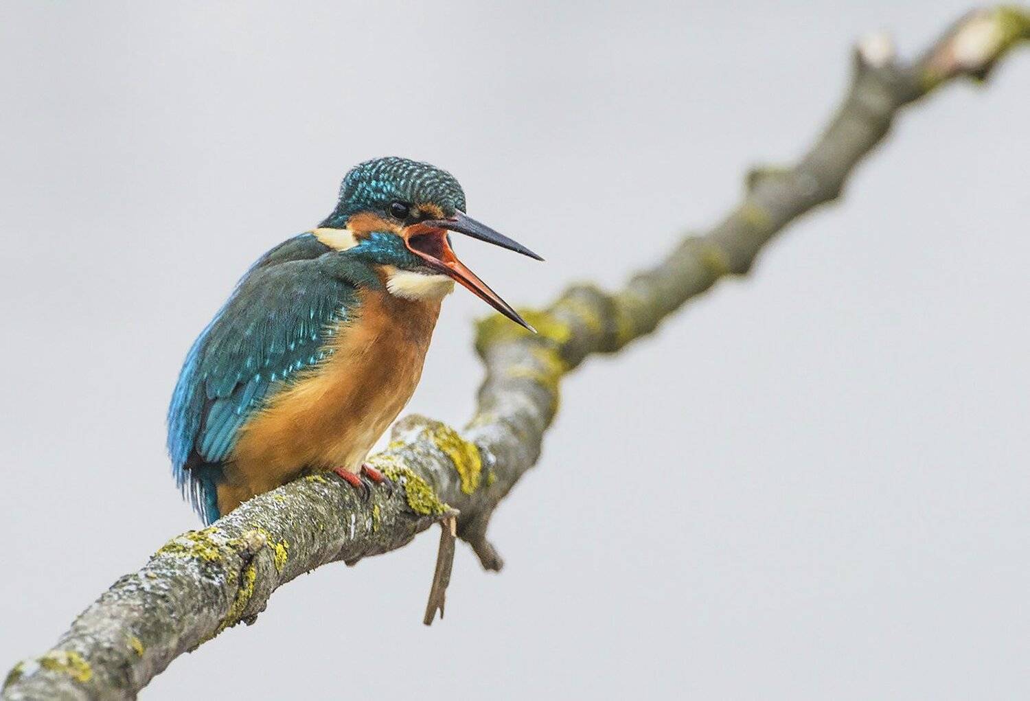 птица, зимородок, Михаил Агеев