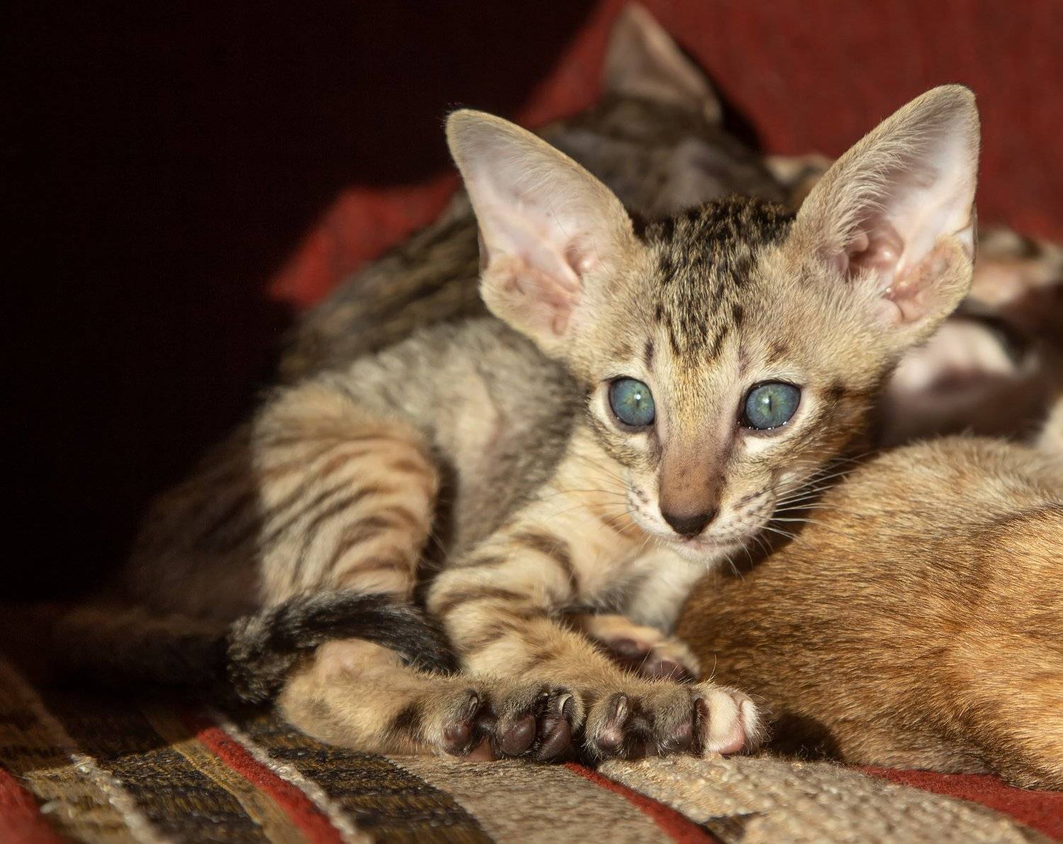 кот, ориентал, котенок, Татьяна Феденкова