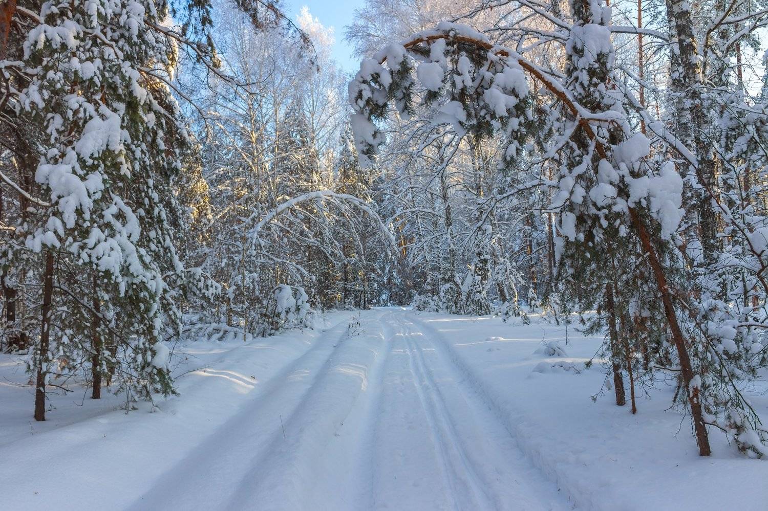 зима, лес, заповедник, лыжня, природа, снег, Руслан Востриков